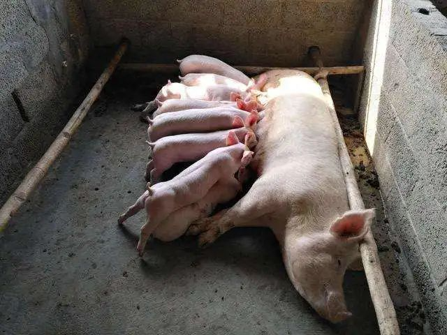 【養豬緻富】夏季濕熱、豬廠應該進(jìn)行仔豬管